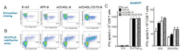 Evaluation of heterogenous vaccination regimen with genetically modified B cell co-expressing CD40L and CD70. A. T cells were transduced individually or together with recombinant lentiviruses encoding GFP, CD40L, and CD40L/CD70 (GFP-B, CD40L-B, and CD40L/CD70-B, respectively). To evaluate the antigen-specific CD8 T-cell responses, B6 mice were immunized and examined as in Fig. 7 using intracellular IFNγ and CD107a/b staining and IFN-γ EliSpot assay against peptide-pulsed EL4 (EL4/Trp2180), un-pulsed EL4 cells (negative control), and B16 melanoma (B and C)