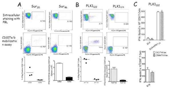 Induction of antigen-specific CD8 T cell responses using heterogenous TriVax booster immunization after priming with DNA plasmid constructs encoding Survivin (A) or polo-like kinase (PLK1; B). Mice (3 per group) were vaccinated intramuscularly. with DNA plasmid followed immediately by electroporation of the injected area (95 V, 4 X 65 ms pulses with repoling) using TX830 Electro Square Porator device. 14 days later, the mice received a booster immunization with TriVax composed of 100 mg of peptide (as indicated), 50mg of poly-IC, and 100 mg of anti-CD40. 7 days later after last immunization, blood sample were evaluated by intracellular IFNγ staining, and total numbers of intracellular IFNγ and cell surface CD107a/b double-positive CD8 T cells was calculated. C. CD8 T cells were purified from pooled splenocytes of mice primed differently either peptide-loaded DC or DNA plasmids, and antigen-induced IFNγ secretion to PLK1122 (DSDFVFVVL) peptide was evaluated in EliSpot assays using peptide-pulsed APCs and B16 melanoma