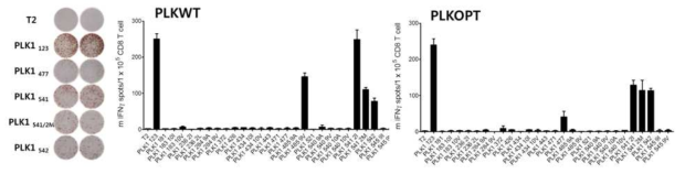 Induction of antigen-specific CD8 T cell responses on HLA-A2 transgeneic mice using synthetic DNA plasmid encoding putative HLA-A2-restricted multi-epitopes drived from human PLK1. Mice were vaccinated intramuscularly with a total of 100 μg of plasmid DNA, injected three times at interval of 7 days, followed immediately by electroporation (95 V, 4 X65 ms pulses with repoling) using TX830. 8 days after the last immunization, the presence of antigen-specific CD8 T cell responses in spleen were evaluated for antigen-induced IFNγ secretions with peptide-pulsed EL4 as indicated, and un-pulsed EL4 cells (negative control)