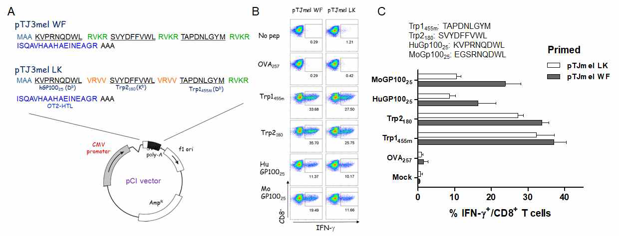 Mul-ti-epitope-coding DNA priming followed by TriVax boost with multi-peptides induces concurrent CD8 T cell responses. A. Multi-epitope plasmid constructs coding three CD8 T cell epitopes for melanosomal antigens and a CD4 T cell epitope OT2 linked with furin-sensitive (RVKR) or furin-insensitive spacer (VRVV). B and C. Induction of antigen-specific CD8 T cell responses using DNA plasmid encoding multi-epitopes drived from melanosomal antigens. Anesthetized mice were vaccinated intramuscularly with a total of 100 μg of plasmid DNA followed immediately by electroporation (95 V, 4 X65 ms pulses with repoling) using TX830 device. 14 days later, the mice were received booster immunization. B. 8 days after the boost, the presence of antigen-specific CD8 T cell responses in spleen were evaluated by intracellular IFNγ staining after coculturing with individual peptides (Ova257, Trp1455, Trp2180, Hugp10025, and Mogp10025). C. Freshly isolated CD8 T ells from pooled splenocytes were evaluated for antigen-induced IFNγ secretions with peptide-pulsed EL4 (EL4/Trp1455, EL4/Trp2180, and EL4/mgp10025, respectively), and un-pulsed EL4