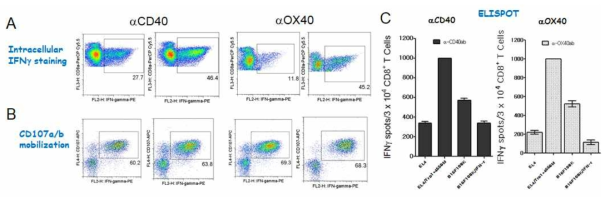 Comparison of CD8 T cell responses induced with TriVax booster immunization, which are composed with anti-CD40 or anti-OX40 in DC-prime/TriVax-boost vaccination regime. B6 mice (2 per group) were immunized intravenously with either Trp1455/9M peptide-pulsed DCs; 7 days later, the mice received a booster immunization with TriVax composed of 100 mg of Trp1455/9M, 50mg of poly-IC, and 100 mg of either anti-CD40 or anti-Ox40. A. On day 14 (post-boost), blood sample were evaluated by intracellular IFNγ staining after coculturing with Trp1455 peptide. B. Total numbers of intracellular IFNγ and cell surface CD107a/b double-positive CD8 T cells was calculated from the experiment in A. C. CD8 T cells from pooled splenocytes was evaluated for their capacity to recognize tumor cells using EliSpot assay. APCs used: Trp1455-pulsed EL4 (EL4/Trp1455), B16 melanoma