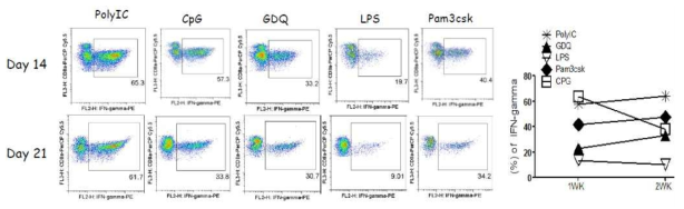 Effect of TLR-Ls on heterogenous peptide-loaded DC prime/TriVax boost regime. B6 mice (3 per group) were immunized intravenously with either Trp1455/9M peptide-pulsed DCs (prime); 7 days later, the mice received a booster immunization with TriVax composed of 100 mg of Trp1455/9M, 100 mg of anti-CD40, and one of the following TLR-L: Poly-IC (TLR3-L), CpG (TLR9-L), LPS (TLR4-L), Pam2CSk4 (TLR2-L), and GDQ (TLR7-L). The frequency of Trp1455-specific CD8 T cells in peripheral blood was evaluated by intracellular IFNγ staining in individual mice for 2 weeks (on day 14 and 21)