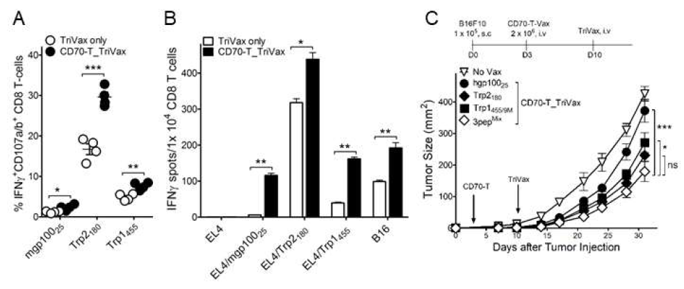 Multi-epitope-loaded CD70-T-cells priming followed by TriVax booster immunization induces concurrent effective antitumor CD8 T cell responses. B6 mice were immunized intravenously with CD70-T-cells that were loaded with mixture of Trp1455/9M, Trp2180, and hgp10025 peptides; 7-days later, the mice received 3pepMIXTriVax. A. The frequency of antigen-specific CD8 T-cells in spleen was evaluated by cell surface mobilization of CD107a/b and intracellular IFNγ staining. B. Antigen-induced IFNγ-secretions with freshly isolated CD8 T cells from pooled splenocytes and antigen-induced IFNγ secretion was evaluated for their capacity to recognize tumor cells using EliSpot assay. APCs used: Trp1455, Trp2180, mgp10025-pulsed EL4 (EL4/Trp1455, EL4/Trp2180, EL4/mgp10025), B16 melanoma. C. Therapeutic effectiveness of multi-epitope-loaded CD70-T_TriVax immunization against 3-day-established B16 melanoma. B6 mice were inoculated subcutaneously on day 0 with 1 × 105 B16 cells and were immunized intravenously on day 3, and 10 in combination with CD70-T or TriVax using either individual peptide or mixture of Trp1455/9M, Trp2180, and hgp10025 (3pepMIX) peptides as indicated