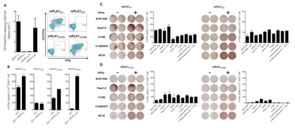 Induction of PLK1–specific CD8 T cell responses using DCs prime/TriVax immunization regimen in C57BL/6j mice. Mice were vaccinated i.v. on day 0 with DCs loaded with each peptide, mPLK1122 (DSDFVFVVL), mPLK1262 (RIKKNEYSI), mPLK1332 (LDPSSRKPL), mPLK1345 (KGVENPLPD) for priming. 7 days later, the mice were received booster immunizatin with TriVax composed 150 μg of peptide, 50 μg of poly-IC, and 100 μg of anti-CD40. A. Eight days after the boost, splenocytes from each individual mouse were stimulated for cell surface mobilization of CD107a/b and intracellular IFNγ staining. B-D. The presence of antigen-specific CD8 T cell reponses in spleen were evaluated by IFNγ EliSpot assay with peptide-pulsed EL4 cells (B), B16 melanoma, Hepa1-6 hepatoma, and C1498 leukemia cells (C-D) as indicated. Un-pulsed EL4 cells were used as controls