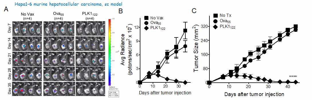 Therapeutic antitumor effects of mPLK1122-DC-prime/TriVax vaccination regimen gainst established Hepa1-6 hepatocacinoma. B6 mice were inoculated subcutaneously on day 0 with 2 x 106 live luciferase-expresssing Hepa1-6 cells, and vaccinated intravenously as in Fig. 16. A non-vaccinated group (No Vax) was included as controls. A. Time course of bioluminescence (BLI) in representative individual mice from all treatment groups. B. Tumour growth was monitored by in vivo bioluminescence imaging. C. Tumor growth in mice treated with control (No Vax), OVA55, mPLK1122-vaccinated group