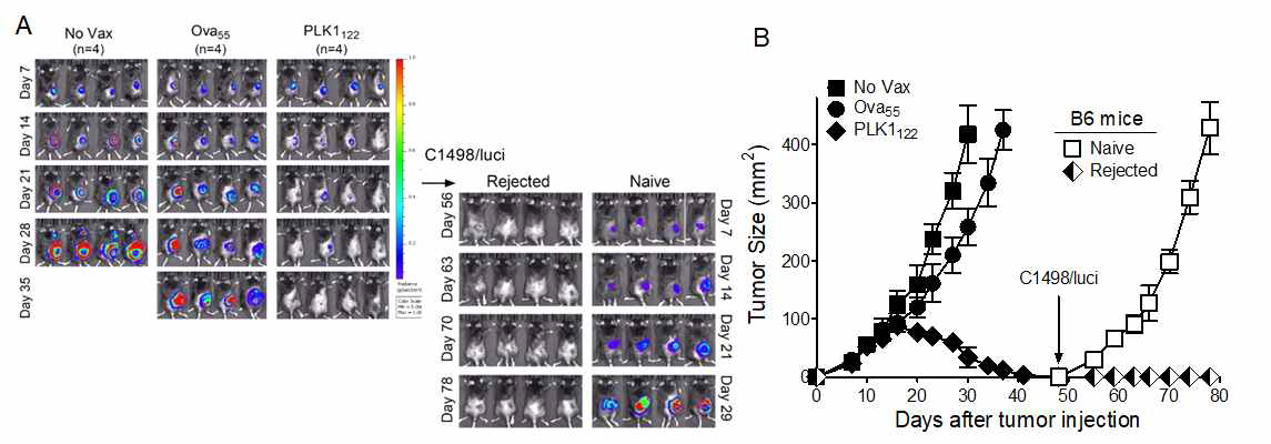 Memory antitumor effects of DC-prime/TriVax vaccination with mPLK1122 epitopes. A. At the termination of the experiment presented in Fig. 16, tumor-free (rejected) B6 mice (4 per group) received subcutaneous tumor rechallenge with 2 x 106 live luciferase-expressing C1498 (C1498/Luci) cells (in the opposite flank). Naïve, unvaccinated mice inoculated with the same number of C1498/Luci cells were included as controls