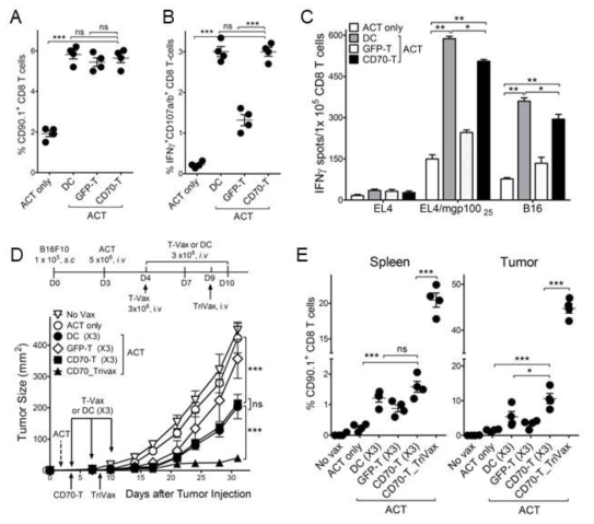 Effects of CD70-T vaccination in antitumor efficacy of adoptive T-cell therapy. A-C. B6 mice were adoptively transferred 5 × 106 naive Pmel-1 T-cells on day 0, followed by immunization on day 1 with 3 × 106 hgp10025-pulsed GFP-T and CD70-T-cells. Pmel-1 ACT alone (ACT only) and DC vaccinated mice (DC) were included for comparison. A. 7-days after the immunization, in vivo expansion of Pmel-1 T-cells (CD90.1+ CD8 T-cells) in spleen was assessed. B. The frequency of mgp10025-specific CD8 T-cells was evaluated by cell surface mobilization of CD107a/b and intracellular IFNγ staining. C. Antigen-induced IFNγ-secretions with freshly isolated CD8 T cells from pooled splenocytes were evaluated for their capacity to recognize tumor cells using EliSpot assay. APCs used: mgp10025-pulsed EL4 (EL4/mgp10025), B16 melanoma. D. Antitumor effects of CD70-T immunization after pmel-1 ACT. B6 mice (5 per group) were inoculated subcutaneously on day 0 with 1 × 105 B16 cells and received 5 × 106 Pmel-1 cells on day 3 followed by vaccination with hgp10025-pulsed GFP-T and CD70-T-cells thrice (on day 4, 7, and 10: D, vertical arrows). For CD70-T_TriVax regimen, TriVax was administered intravenously 5-days after CD70-T vaccination. Non-vaccinated mice (No Vax), Pmel-1 ACT alone (ACT only) and DC vaccinated mice (DC) were included for comparison. E. In a parallel with D , respectively, mice (4 per group) were sacrificed on day 21, and the frequency of Pmel-1 T-cells in spleen and tumor site was evaluated