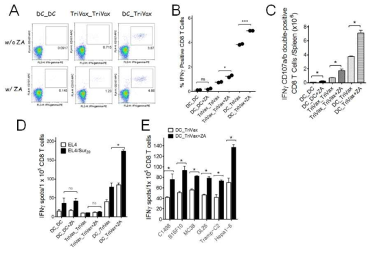 Combination of zoledonate on peptide-loaded DC-prime/TriVax booster immunization elicits enhanced CD8 T cell responses. B6 mice were immunized intravenously with Sur20 (ATFKNWPFL)-pulsed DC or TriVax; 7 days later, the mice received a combinatorial booster immunization. Zoledonate was administered on day 1 and 3 after vaccination. A and B. 8 days after the boost, the presence of Trp1455-specific CD8 T cells in spleen was evaluated by intracellular IFNγ staining after coculturing with Sur20 peptide. C. Total numbers of intracellular IFNγ and cell surface CD107a/b double-positive CD8 T cells was calculated from the experiment in A. D and E. CD8 T cells were purified from pooled splenocytes, and antigen-induced IFNγ secretion was evaluated using EliSpot assay. APCs used: Trp1455-pulsed EL4 (EL4/Sur20), C1498 acute myeloid leukemia, B16 melanoma, MC38 colon adenocarcinoma, GL26 glioblastoma, Tramp-C2, prostate adenocarcinoma, and Hepa1-6 hepatoma