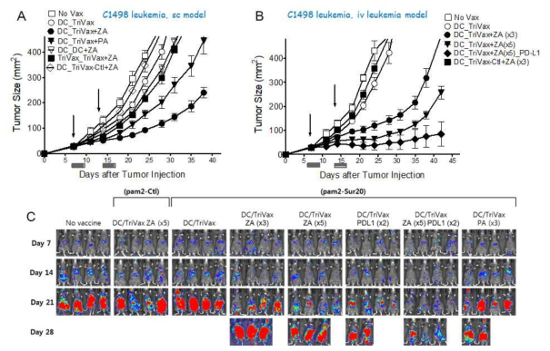 Combined effects of zoledonate (ZA) on therapeutic immunity in DC prime-TriVax boost vaccination strategy against established C1498 leukemia. A and B. B6 mice (4 per group) were inoculated subcutaneously on day 0 with 3 X 105 C1498 cells and vaccinated intravenously on day7, and 14 (vertical arrow) as indicated. ZA, Pamidronate (PA), and anti-PD-L1 was administered on day 1 and 3 after vaccination. A. Effects of ZA in combinatorial vaccination on the therapeutic efficacy of antigen-loaded DCs and TriVax immunization. B and C. For leukemic tumor model, B6 mice were infused intravenously on day 0 with 2 x 106 live luciferase-expresssing C1498 cells, and vaccinated on day 7 and 14. Time course of bioluminescence in individual mice from both treatment groups