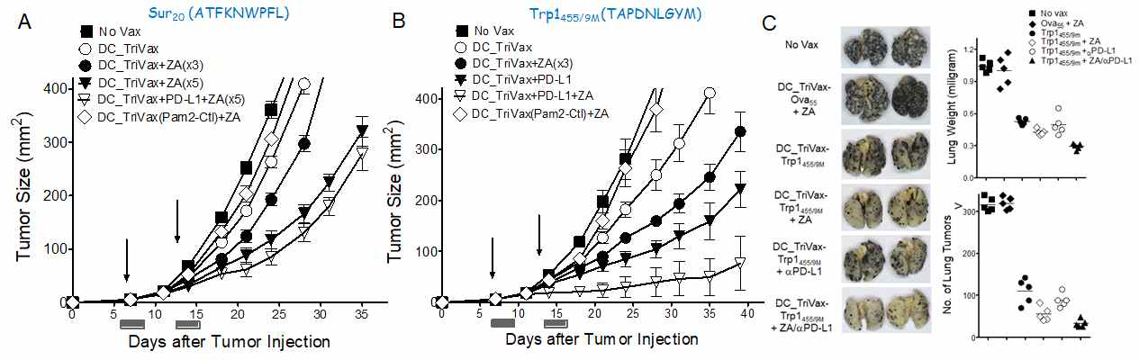 Zoledronate and PD1 blockade revealed synergic therapeutic efficacy of DC-TriVax heterologous vaccination regimen against established B16 melanoma. A and B. B6 mice were inoculated subcutaneously on day 0 with 3 X 105 B16 cells and vaccinated intravenously on day7, and 14 (vertical arrow) as indicated using either Sur20 (ATFKNWPFL: A) or Trp1455/9M (TAPDNLGYM: B). ZA and anti-PD-L1 was administered on day 1 and 3 after vaccination. C. B6 mice received 3 × 105 B16 cells intravenously and vaccinated intravenously with on day7, and 14. A nonvaccinated group (No Vax) was also included. On day 24, the presence of B16 pulmonary nodules was evaluated. Results are presented as “No. lung tumors ” and “Lung weights” for individual mice. Representative photographs of lungs of two mice from each group are shown