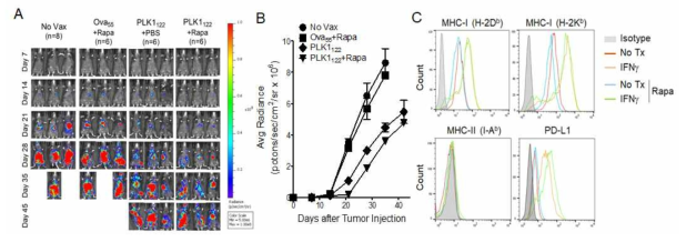 Rapamycin enhance the therapeutic efficacy of DC-TriVax heterologous vaccination regimen against established C1498 leukemia. B6 mice were inoculated intravenously on day 0 with 2 x 106 live luciferase-expresssing C1498 cells, and vaccinated intravenously on day 7 and 14. Rapamycin wwas administered intraperitoneally (1 mg/kg) for three days after each immunization (prime and boost). A non-vaccinated group (No Vax) was included as controls. A. Time course of bioluminescence (BLI) in representative individual mice from all treatment groups. B. Tumour growth was monitored by in vivo bioluminescence imaging. C. Expression levels of MHC-I (H-2Kb and H-2Db), MHC-II, and PD-L1 on B16 and IFNγ-treated B16 cells measured by flow cytometry