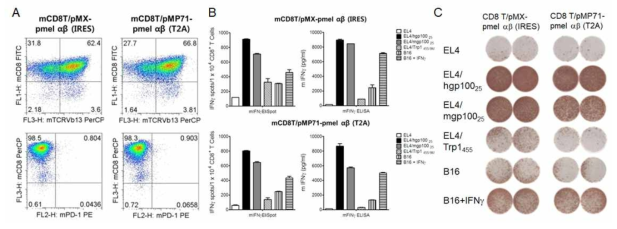 Expression and biological function of TCR-engineered T cells transduced with gp10025-specific (pmel) mTCR, which was cloned together with IRES or T2A linker. A. Flow cytometric analysis of gp10025-specific mTCR-transduced mouse T cells. B-C. The antigen-specificity of pmel TCR-engineered T cells was evaluated by IFNγ EliSpot or ELISA assay with peptide-pulsed EL4 cells, B16 melanoma as indicated. The peptides gp10025 (KVPRNQDWL), mgp10025 (EGSRNQDWL), or Trp1455 (TAPDNLGYA) were used for pulsing on EL4 cells. Un-pulsed EL4 cells were used as controls