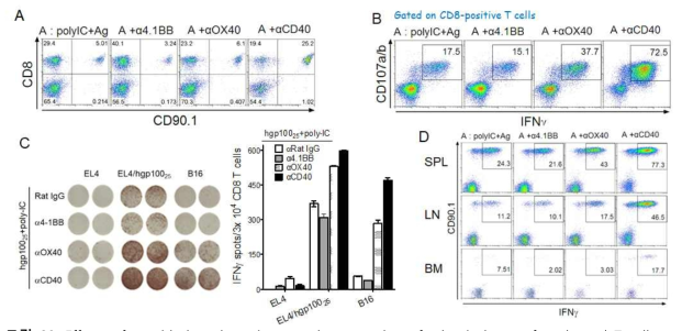 Effects of peptide-based vaccines on the expansion of adoptively transferred pmel T cells. B6 mice were adoptively transferred with 2 ⨯ 106 naive Pmel T cells followed by immunization one day later with various combinations of 100 mg of hgp10025 peptide, 50 mg of poly-IC, 100 mg of anti-CD40, anti-4.1BB, and anti-OX40 Abs as indicated. Eight days later, splenocytes from each mouse were examined for the expansion of pmel T cells (A), and antigen-specific recognition by intracellular IFNγ staining after coculturing with hgp10025 peptide (B) and EliSpot assay with peptide-pulsed EL4 cells, B16 melanoma as indicated (C). D. Cells from each group of mice of spleen (SPL), lymph-node (LN), and bone-marrow (BM) were also evaluated for their antigenic specificity by intracellular IFNγ staining