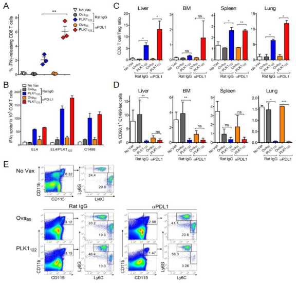 Effects of PD-L1 blockade on the therapeutic efficacy of PLK1122 DC_TriVax vaccination