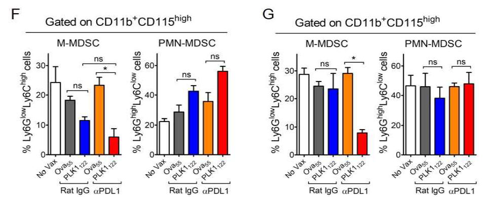 Effects of PD-L1 blockade on the therapeutic efficacy of PLK1122 DC_TriVax vaccination. In a parallel with Figure 1A, mice (3 per group) were sacrificed on day23, and the tissues and cells from disaggregated tissues were evaluated for the antitumor CD8 T-cell responses and immune cell populations. A. Frequency of PLK1122-specific CD8 T-cells in spleen was evaluated by intracellular IFNγ staining. Points, value for each individual mouse; horizontal line, average of the group. B. Freshly isolated CD8 T-cells from pooled splenocytes were evaluated for antigen-induced IFNγ secretions by EliSpot against indicated target cells. Results represent the average number of spots from triplicate wells with SD (bars) of the means. C-G. Cells from disaggregated tissues of liver, bone-marrow (BM), spleen, and lung were analyzed by flow cytometry for the composition of tumor cells and various subsets of immune cells. C. CD8 T-cell/Treg ratio as measured by percentage of CD8+ T-cells/ percentage of CD4+ Foxp3+T-cells. D. Infiltration of (CD90.1-positive) C1498 leukemic cells. E. Representative flow cytometric plots showing Ly6GlowLy6Chigh monocytic myeloid-derived suppressor cells (M-MDSC) and Ly6GhighLy6Clow granulocytic polymorphonuclear MDSC (PMN-MDSC) gated on CD11b+CD115high myeloid cells in liver tissue. Results represent the average percentage of the gated cells from individual mice with SD (bars) of the means. P values were calculated using unpaired Student's t tests (ns, not significant; *, P <0.05; **, P <0.01; ***, P <0.001). These experiments were repeated twice with similar results