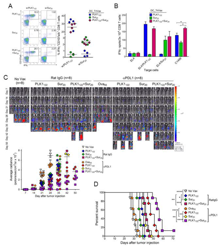 Multi-antigenic peptide vaccine comprising PLK1122 and Sur20 induces concurrent CD8 T-cell responses capable of enhancing the therapeutic antitumor efficacy with PD-L1 blockade