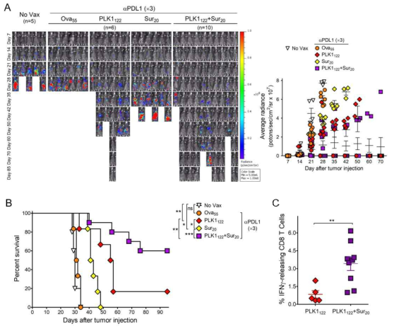 DCs priming followed by TriVax boost with multi-peptides with sustained PD-L1 blockade elicits augmented therapeutic effectiveness overcoming clonal heterogeneity of C1498 leukemia. B6 mice (6 to 10 per group) were intravenously 2×106 C1498-luc cells, and received DC_TriVax immunization using either individual peptide or mixture of PLK1122 and Sur20 (as indicated) with prolonged period of PD-L1 blockade, followed by weekly bioluminescence imaging. Non-vaccinated mice (No Vax) and Ova55DC_TriVax-vaccinated mice (Ova55) were included as controls. Anti-PD-L1 was administered three-times (x3) on days +1, +3 and +5 for long-term treatment after each immunization. A. Tumor growth was monitored by time course of in vivo bioluminescence imaging in individual mice (left panel), and average radiance per mouse is shown (right panel). Images were adjusted to the same pseudo color scale to show relative bioluminescence changes over time. Points, average values of photons in mouse; bars, SD. B. Kaplan-Mayer survival curves for all groups of mice in A. P values were determined by log-rank tests (ns, not significant; *, P <0.05; **, P <0.01; ***, P <0.001). C. Frequency of PLK1122-specific CD8T-cellswasevaluatedbyintracellularIFNg staining on day45 using blood samples from mice in A. Points, value for each individual mouse; horizontal line, average of the group. P values were calculated using unpaired Student’s t test (***, P <0.01). These experiments were repeated twice with similar results