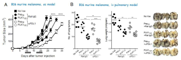 Therapeutic antitumor effects of mPLK1122-DC-prime/TriVax vaccination regimen gainst established B16 melanoma. A. B6 mice were inoculated subcutaneously on day 0 with 3 X 105 B16 cells and vaccinated intravenously on day7, and 14 and anti-PD-L1 Abs were administered intraperitoneally (200 μg/dose) on days 0 and 2 after vaccination. B. B6 mice received 3 × 105 B16 cells intravenously and vaccinated intravenously with on day7, and 14. A nonvaccinated group (No Vax) was also included. On day 24, the presence of B16 pulmonary nodules was evaluated. Results are presented as “No. lung tumors ” and “Lung weights” for individual mice. Representative photographs of lungs of two mice from each group are shown