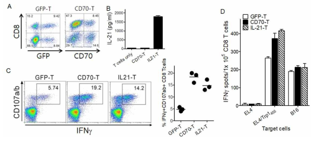 Evaluation of heterogenous vaccination regimen with genetically modified T cells expressing IL21. A. T cells were transduced with recombinant retroviruses encoding GFP, CD70, and IL21 as indicated (GFP-T, CD70-T, and IL21-T, respectively). B. The secretion of IL21 from gene-transferred T cells was measured using Elisa assay. To evaluate the antigen-specific CD8 T-cell responses, B6 mice were immunized and examined as in Fig. 4 using intracellular IFNγ and CD107a/b staining and IFN-γ EliSpot assay against peptide-pulsed EL4 (EL4/Trp1455), un-pulsed EL4 cells (negative control), and B16 melanoma (C and D)