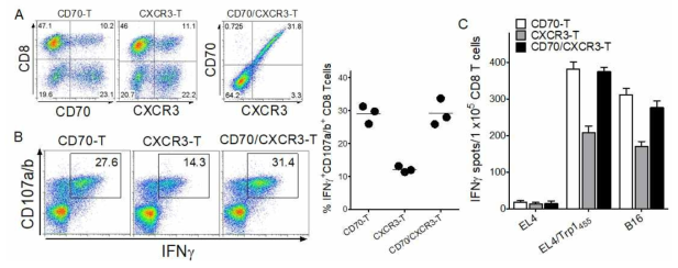 Evaluation of heterogenous vaccination regimen with genetically modified T cells expressing CD70 and CXCR3. A. T cells were transduced individually or together with recombinant retroviruses encoding CD70 and CXCR3 as indicated (CD70-T, CXCR3-T and CD70/CXCR3-T, respectively). B and C. To evaluate the antigen-specific CD8 T-cell responses, B6 mice were immunized and examined as in Fig. 4 using intracellular IFNγ and CD107a/b staining and IFN-γ EliSpot assay against peptide-pulsed EL4 (EL4/Trp1455), un-pulsed EL4 cells (negative control), and B16 melanoma