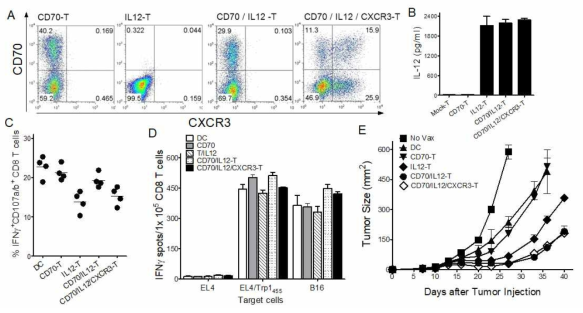 IL12-transduced T cells enhance the therapeutic efficacy of heterogenous vaccination regimen against established B16 melanoma. A. T cells were transduced individually or together with recombinant retroviruses encoding CD70, IL12, and CXCR3 as indicated (CD70-T, IL12-T, CD70/IL12-T, and CD70/IL12/CXCR3-T, respectively). B. The secretion of IL12 from gene-transferred T cells was measured using Elisa assay. To evaluate the antigen-specific CD8 T-cell responses, B6 mice were immunized and examined as in Fig. 4 using intracellular IFNγ and CD107a/b staining and IFN-γ EliSpot assay against peptide-pulsed EL4 (EL4/Trp1455), un-pulsed EL4 cells, and B16 melanoma (C and D). For the therapeutic efficacy, B6 mice were inoculated subcutaneously on day 0 with 3 X 105 B16 cells and vaccinated intravenously on day7, and 14 according to heterogenous vaccination regimen