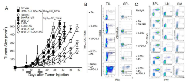 Zoledronate, PD-1 blockade and IL2Cx enhance the therapeutic efficacy of DCs prime-TriVax boost heterogenous vaccination regimen. A. B6 mice were inoculated subcutaneously on day 0 with 3 X 105 B16 cells and vaccinated intravenously on day7, and 14 (vertical arrow) as indicated. ZA, IL2Cx or anti-PD-L1 was administered on day 1 and 3 after vaccination. Non-vaccinated mice (No Vax) and Ova55-loaded DCs prime-Ova55TriVax booster-vaccinated mice were included as controls. B. On day 24, the presence of peptide-specific CD8 T cells in tumor-infiltrating lymphocytes (TIL) and splenocytes (SPL) were evaluated by intracellular IFNγ and CD107a/b staining. C. B6 mice were immunized intravenously with Trp1455-pulsed DC (prime); 7 days later, the mice received a TriVax booster immunization and ZA, IL2Cx or anti-PD-L1 was administered on day 1 and 3 after vaccination. On day 18 (post-boost), Cells from each group of mice of spleen (SPL), lymph-node (LN), and bone-marrow (BM) were also evaluated for their antigenic specificity by intracellular IFNγ staining