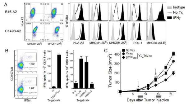 Establishment of HLA-A2-expressing mouse B16 (B16-A2) and C1498 (C1498-A2) cell lines. A. Expression levels of MHC-I (H-2Kb and H-2Db), MHC-II, and PD-L1 on B16 and IFNγ-treated B16 cells measured by flow cytometry. B. HLA-A2 transgenic mice were immunized intravenously with gp100209 (ITDQVPFSV)-pulsed HLA-A2 transgenic DCs (prime); 7 days later, the mice received a TriVax. booster immunization. B. HLA-A2 transgenic splenocytes were stimulated for cell surface mobilization of CD107a/b and intracellular IFNγ staining, and IFN-γ EliSpot assay against peptide-pulsed T2 (T2/gp100209), un-pulsed T2 cells, B16-A2, HLA-A2-positive human melanoma SKMEL-5. B16 and HLA-A2-negative human melanoma SKMEL-3 were included as controls. C. HLA-A2 transgenic mice were inoculated subcutaneously on day 0 with 3 X 105 B16-A2 cells, and vaccinated intravenously on day7, and 14 with gp100209-pulsed HLA-A2 transgenic DCs and TriVax, respectively. A nonvaccinated group (No Vax) was also included