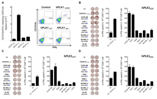 Validation of immunogenicity of putative PLK1-derived HLA-A2 epitopes using DCs prime/TriVax immunization strategy in HLA-A2 transgenic mice. HLA-A2 transgenic mice were immunized intravenously with either PLK112 (NDFVFVVLEL), PLK1477 (TLLKYFRNYM), or PLK1541 (LILCPLMAAV)-pulsed HLA-A2 transgenic DCs (prime); 7 days later, the mice received a TriVax. booster immunization. A. HLA-A2 transgenic splenocytes were stimulated for cell surface mobilization of CD107a/b and intracellular IFNγ staining. B-D. The presence of antigenspecific CD8 T cell reponses in spleen were evaluated by IFNγ EliSpot assay with peptide-pulsed T2 cells as indicated, HLA-A2-positive CCRF-SB, THP-1, T98G, SKM-1, and SK-MEL-5 cells