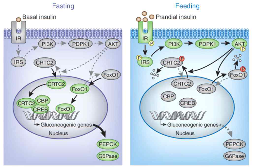 Fasting과 Feeding 시 PEPCK와 G6Pase 발현조절