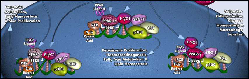 PPARγ-cofactor complex