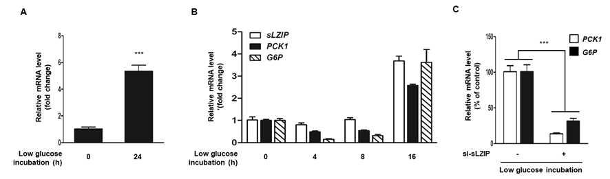 포도당 결핍에 따른 sLZIP과 포도당 신생합성 관련 효소 발현의 변화