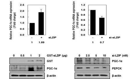 sLZIP 농도의존적인 PGC-1α 발현 조절