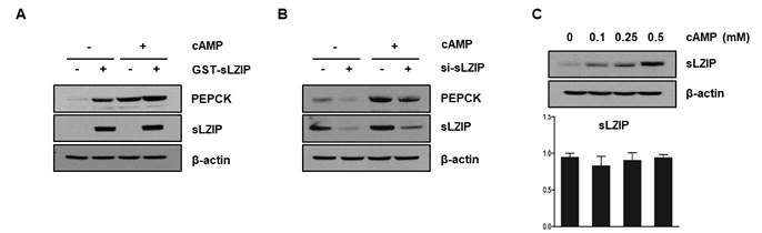 cAMP에 의한 sLZIP mRNA 및 단백질 발현 변화