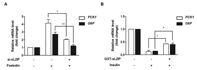 Forskolin과 인슐린 처리에 있어서 sLZIP의 역할