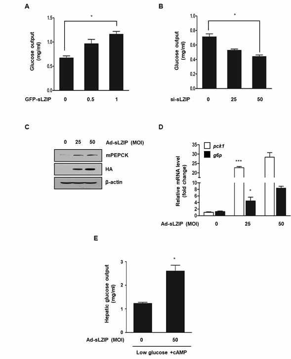 간 세포에서 sLZIP에 의한 포도당 생산량 변화