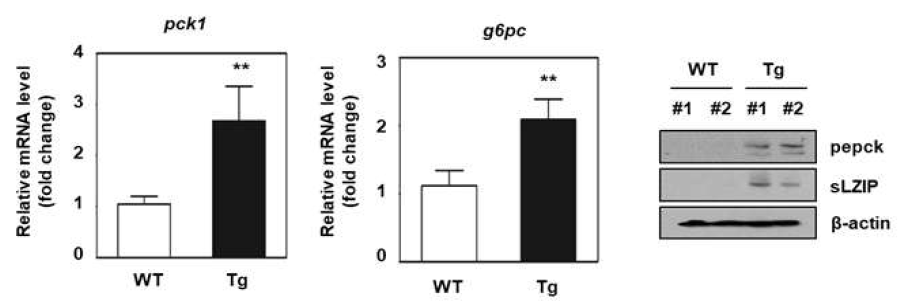 sLZIP 형질전환 마우스와 WT 마우스의 간에서 PEPCK와 G6Pase 발현 수준 변화
