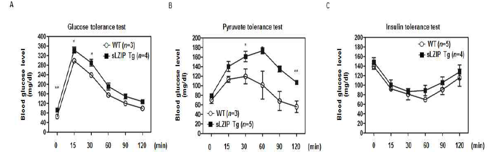 sLZIP 형질전환 마우스와 WT 마우스간의 혈중 공복 혈당 농도 변화