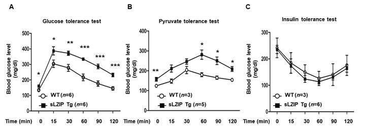 고지방 식이 간 sLZIP 형질전환 마우스와 WT 마우스간의 혈중 공복 혈당 농도 변화