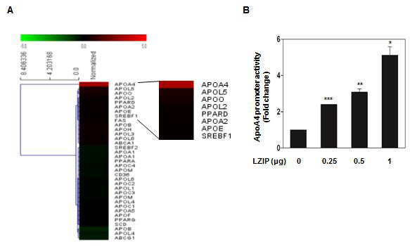 간 세포에서 지방 대사에 관련된 lipoprotein 중 LZIP에 의해 ApoA4 발현 조절