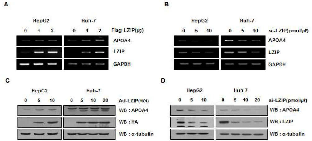 간 세포주 HepG2, Huh7에서 LZIP 농도 변화에 따른 ApoA4 mRNA 및 단백질 발현량 변화