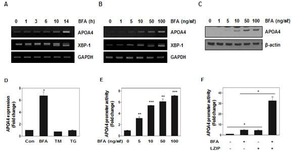 BFA 처리에 의한 APOA4 mRNA 및 단백질 발현량 증가