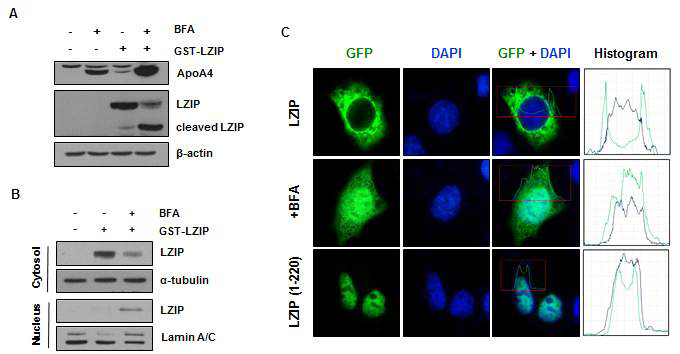 Golgi stress로 인한 LZIP의 N 말단 분리와 그에 따른 단백질 발현 위치 변화