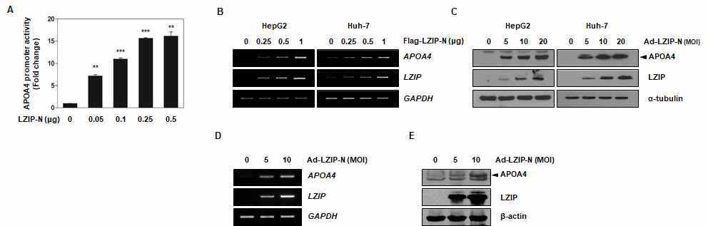 LZIP N-말단에 의한 APOA4 발현 조절 (A-C: 인간 간세포, D-E: 마우스 일차간세포)