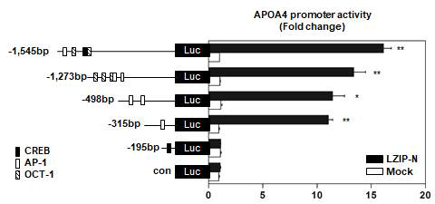 LZIP N-말단에 의한 deletion mutant APOA4 프로모터 활성변화 측정