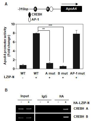 APOA4 프로모터의 LZIP N 말단 결합 부위