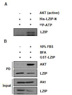 AKT에 의한 LZIP의 인산화
