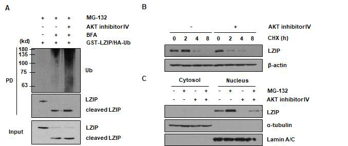 AKT가 LZIP N-말단 단백질 안정화에 미치는 영향