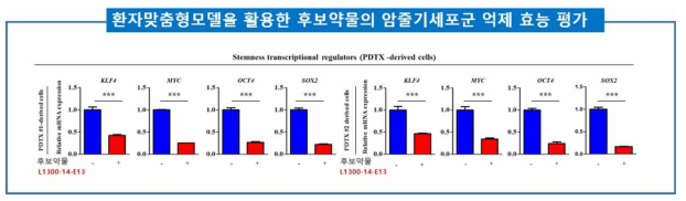 PDTX 모델을 활용하여 후보약물 1300-14-E13의 Stemness관련 유전자 억제 효능