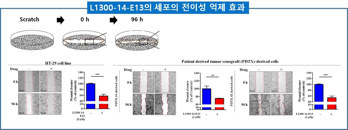 L1300-14-E13의 세포의 전이성 억제 효과