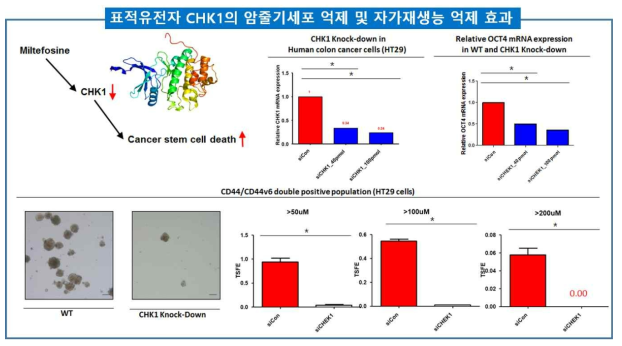표적유전자 CHK1의 암줄기세포 억제 및 자가재생능 억제 효과